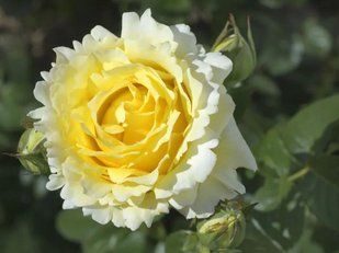 Роза плетистая Сирано де Бержерак / Rose Cyrano de Bergerac 34997 фото