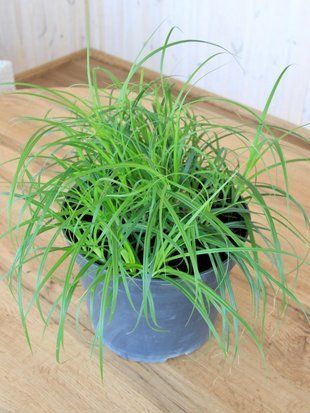 Осока пальмолистая / Carex muskingumensis 21070 фото