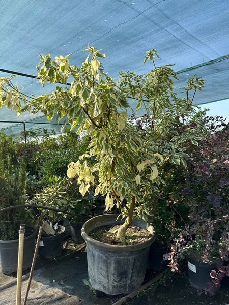 Дерен сумнівний Варієгата / Cornus controversa Variegata 31488 фото