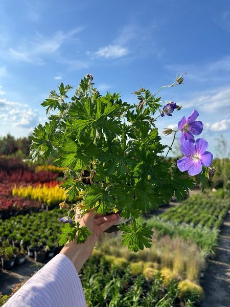 Герань гималайская Бейби Блу / Geranium himalayense Baby Blue 27240 фото
