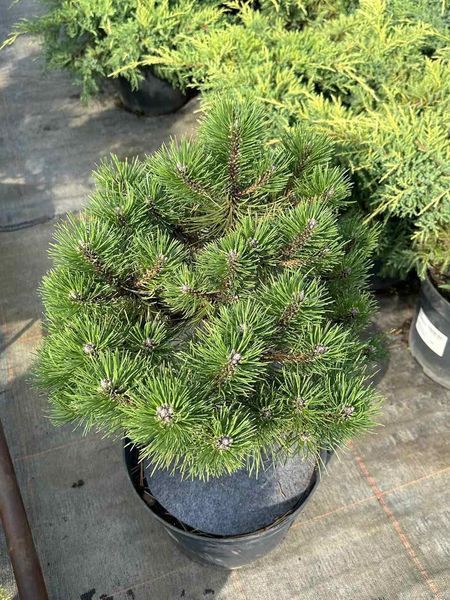 Сосна черная Пирин / Pinus nigra Pirin 31603 фото
