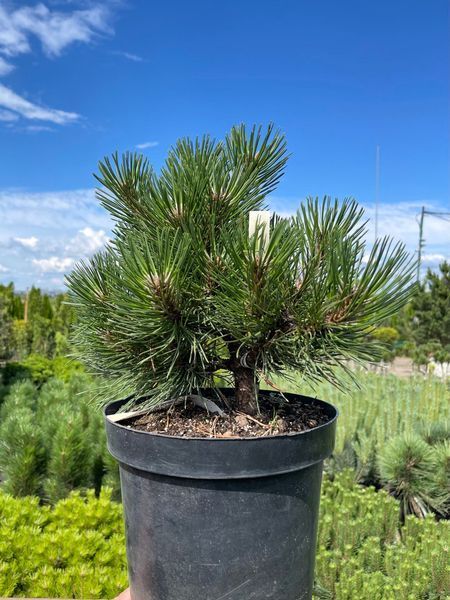 Сосна черная Пирин / Pinus nigra Pirin 31603 фото