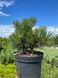 Сосна черная Пирин / Pinus nigra Pirin 31603 фото 1