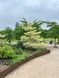 Дерен сумнівний Варієгата / Cornus controversa Variegata 31488 фото 1