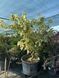Дерен сумнівний Варієгата / Cornus controversa Variegata 31488 фото 2