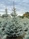 Ель колючая Блю Даймонд новогодняя / Picea pungens Blue Diamant 33081 фото 1
