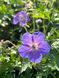 Герань гималайская Бейби Блу / Geranium himalayense Baby Blue 27240 фото 1