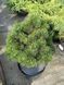 Сосна черная Пирин / Pinus nigra Pirin 31603 фото 3