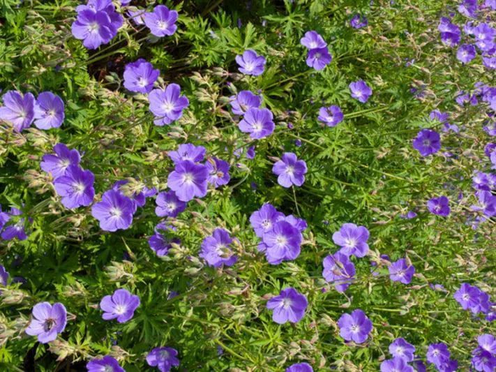 Герань гималайская Бейби Блу / Geranium himalayense Baby Blue 27240 фото