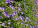 Герань гималайская Бейби Блу / Geranium himalayense Baby Blue 27240 фото 3
