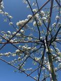 Груша иволистная Пендула формированая крыша / Pyrus salicifolia Pendula Parasol 24860 фото