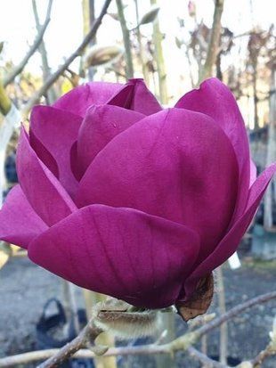 Магнолія гібридна Роял Пурпул / Magnolia Royal Purple 24370 фото