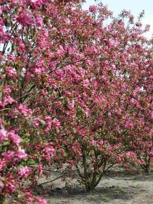 Яблоня декоративная Вейч Скарлет / Malus Veitch's Scarlet 33627 фото