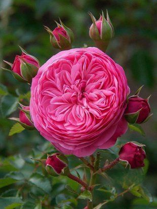 Троянда флорибунда Леонардо да Вінчі / Rose Leonardo da Vinci 35011 фото