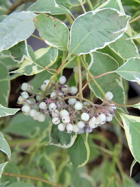 Дерен білий Сибірика Варієгата / Cornus alba Sibirica Variegata 16296 фото