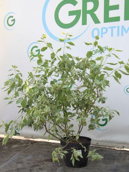 Дерен білий Сибірика Варієгата / Cornus alba Sibirica Variegata 16296 фото