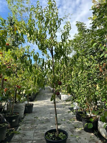 Персик Роял Меджестік / Prunus persica Royal Majestic 31553 фото
