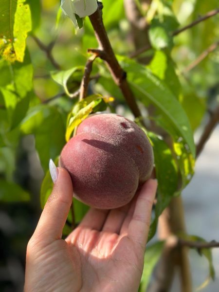 Персик Роял Меджестік / Prunus persica Royal Majestic 31553 фото