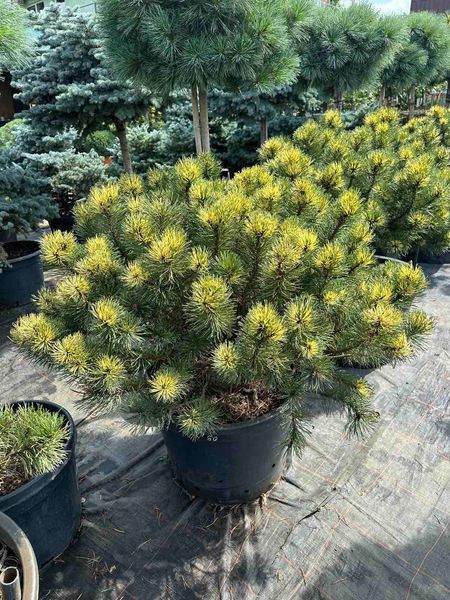 Сосна гірська Саншайн / Pinus mugo Sunshine 31732 фото