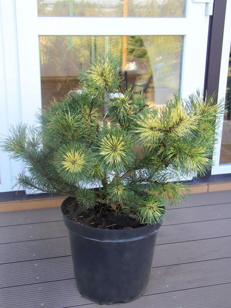 Сосна гірська Саншайн / Pinus mugo Sunshine 31732 фото