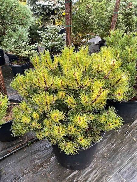 Сосна гірська Саншайн / Pinus mugo Sunshine 31732 фото