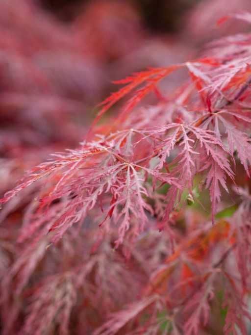Клен віяловий японський Дісектум Гарнет / Acer palmatum var