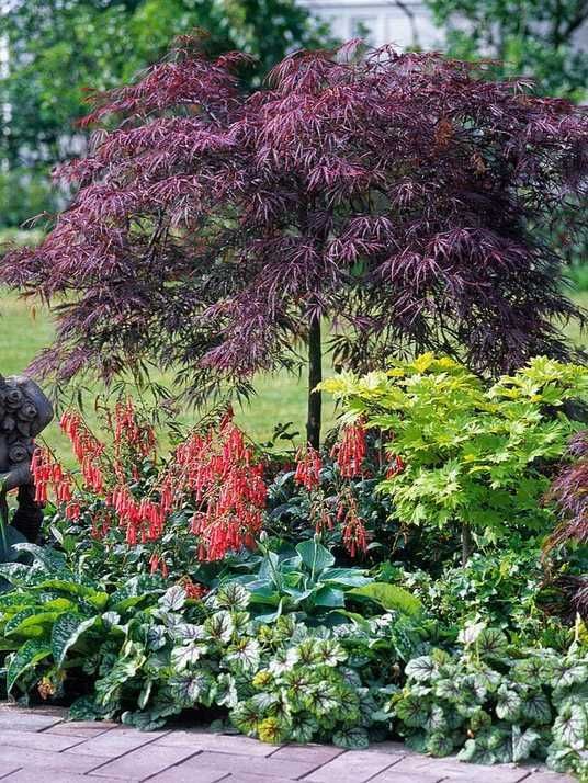 Клен віяловий японський Дісектум Гарнет / Acer palmatum var