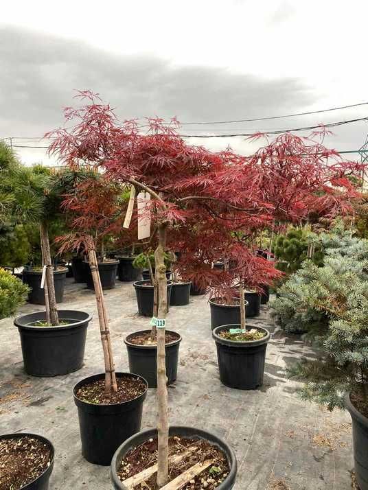 Клен віяловий японський Дісектум Гарнет / Acer palmatum var