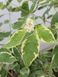 Дерен білий Сибірика Варієгата / Cornus alba Sibirica Variegata 16296 фото 1