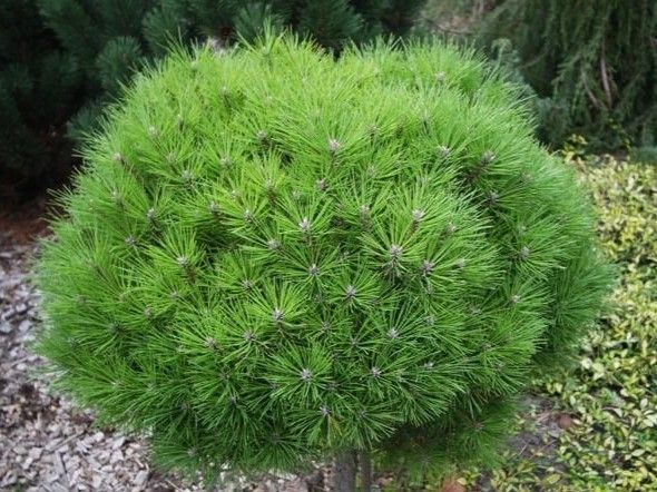 Сосна черная Бамбино / Pinus nigra Bambino 27879 фото