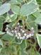 Дерен білий Сибірика Варієгата / Cornus alba Sibirica Variegata 16296 фото 2