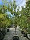 Персик Роял Меджестік / Prunus persica Royal Majestic 31553 фото 4