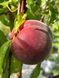Персик Роял Меджестік / Prunus persica Royal Majestic 31553 фото 1