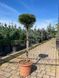 Сосна черная Бамбино / Pinus nigra Bambino 27879 фото 1