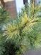 Сосна гірська Саншайн / Pinus mugo Sunshine 31732 фото 1