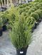 Тис ягодный видовой / Taxus baccata 34963 фото 1