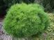Сосна черная Бамбино / Pinus nigra Bambino 27879 фото 2