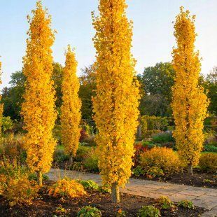 Гінкго білоба Фастігіата / Ginkgo biloba Fastigiata 33654 фото