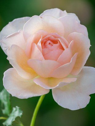 Троянда чайно-гібридна Чандос Б'юті / Rose Chandos Beauty 35026 фото