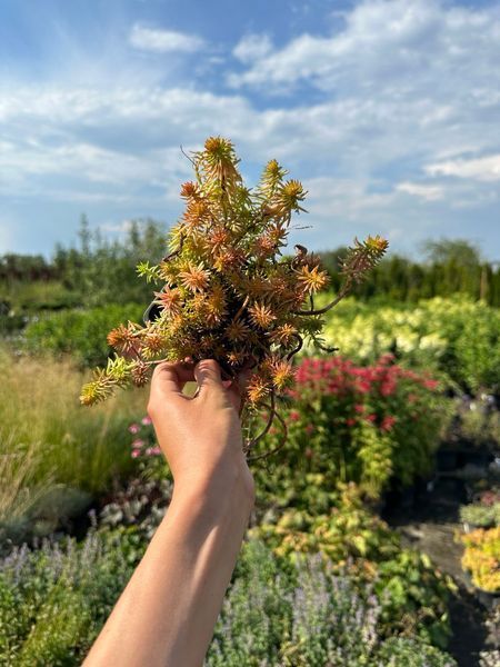 Очиток скельний Ангеліна / Sedum Rupestre Angelina 28230 фото