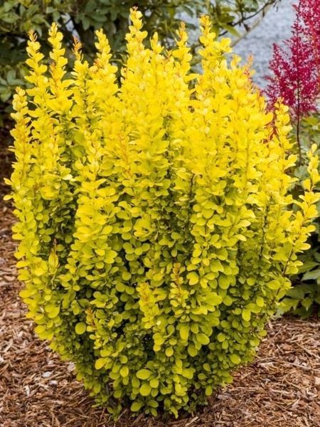 Барбарис Тунберга Мария / Berberis Thunbergll Maria 27143 фото
