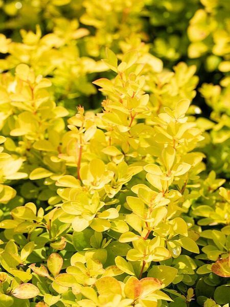 Барбарис Тунберга Мария / Berberis Thunbergll Maria 27143 фото