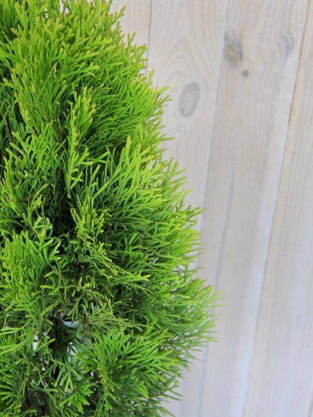 Туя западная Джанет Голд / Thuja occidentalis Janed Gold 24945 фото