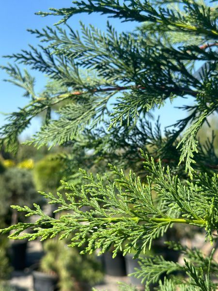 Кипарисовик Лейланда / Cupressocyparis leylandii 32906 фото