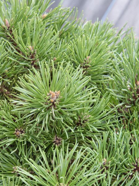 Сосна крючковатая Грюн Велле / Pinus uncinata Grune Welle 27591 фото