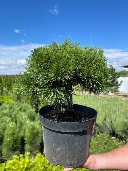Сосна крючковатая Грюн Велле / Pinus uncinata Grune Welle 27591 фото