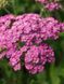 Деревій звичайний Саусі Седакшн / Achillea millefolium Saucy Seduction 31285 фото 1
