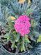 Деревій звичайний Саусі Седакшн / Achillea millefolium Saucy Seduction 31285 фото 2