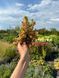 Очиток скельний Ангеліна / Sedum Rupestre Angelina 28230 фото 2