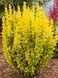 Барбарис Тунберга Мария / Berberis Thunbergll Maria 27143 фото 2